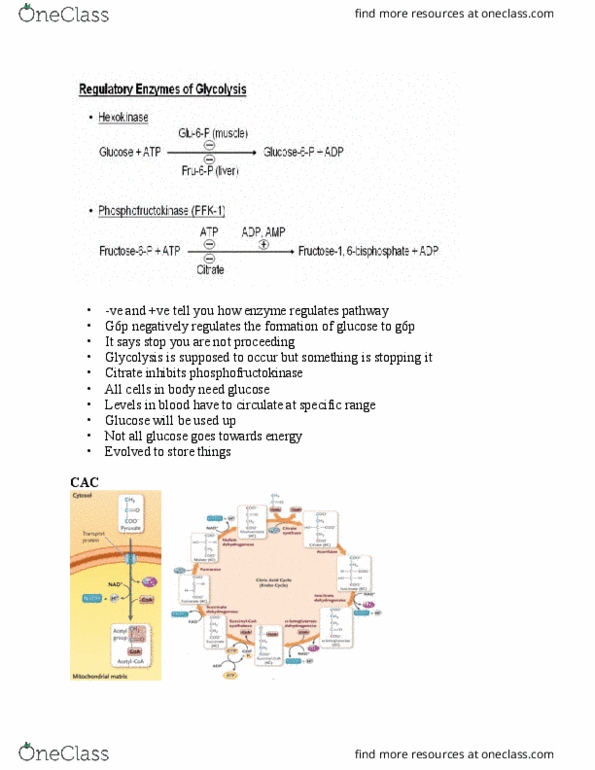 Biology 1202B Lecture Notes - Lecture 10: Citric Acid Cycle, Acetyl-Coa, Succinyl-Coa thumbnail