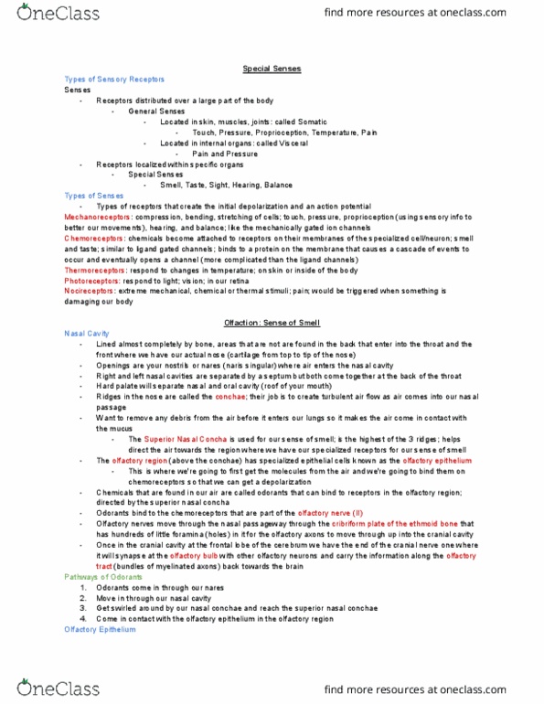 KINESIOL 1Y03 Lecture Notes - Lecture 17: Nasal Concha, Olfactory Receptor, Olfactory Bulb thumbnail