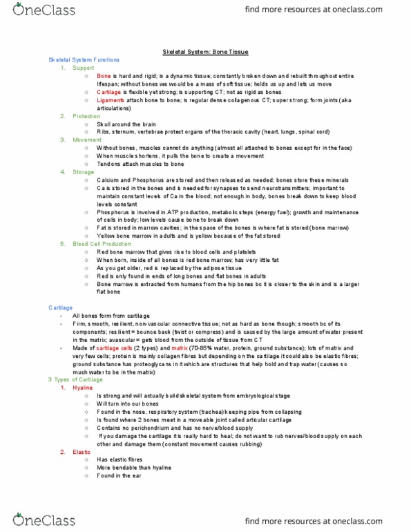 KINESIOL 1Y03 Lecture Notes - Lecture 21: Bone Marrow, Hyaline Cartilage, Flat Bone thumbnail