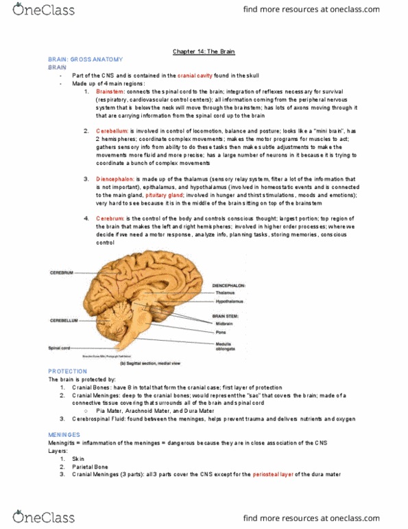 KINESIOL 1Y03 Lecture Notes - Lecture 10: Dura Mater, Pia Mater, Cranial Cavity thumbnail