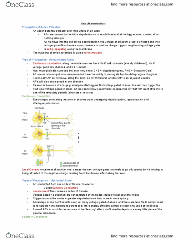 KINESIOL 1Y03 Lecture Notes - Lecture 15: Saltatory Conduction, Neuroglia, Neurotransmission thumbnail