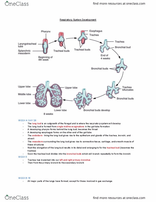 KINESIOL 1Y03 Lecture Notes - Lecture 5: Bronchus, Gastrointestinal Tract, Foregut thumbnail