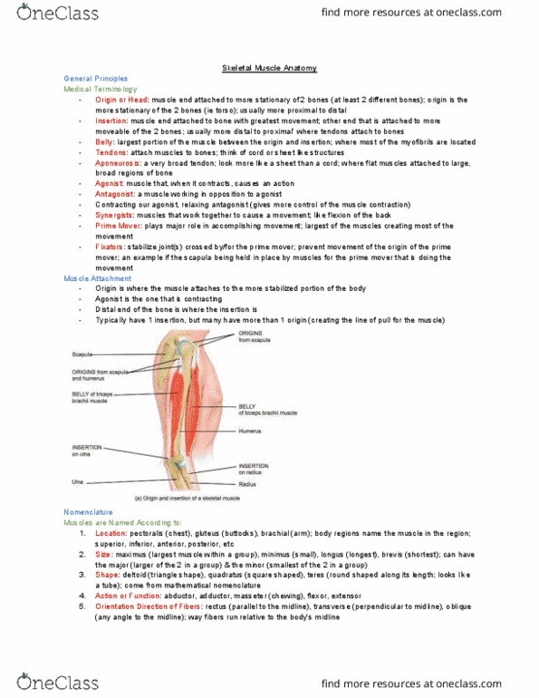KINESIOL 1Y03 Lecture Notes - Lecture 26: Spine Of Scapula, Thoracic Cavity, Occipital Bone thumbnail