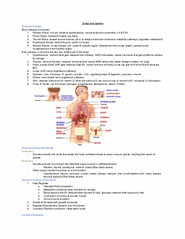 KINESIOL 1YY3 Lecture 4: The Endocrine System thumbnail