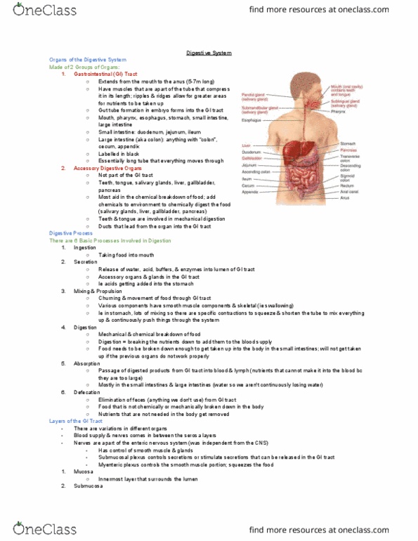 KINESIOL 1YY3 Lecture Notes - Lecture 3: Muscularis Mucosae, Myenteric Plexus, Simple Squamous Epithelium thumbnail