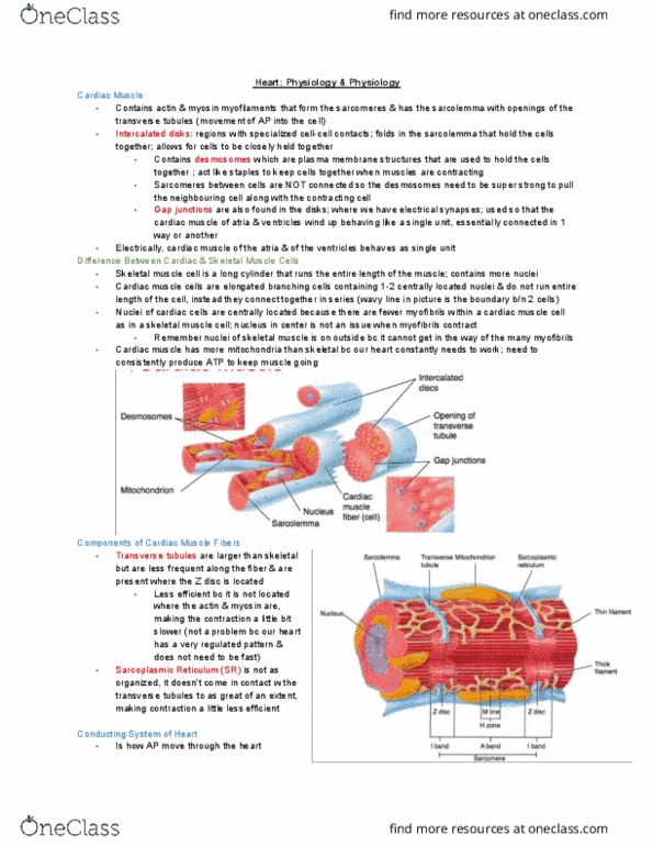 KINESIOL 1YY3 Lecture Notes - Lecture 6: Cardiac Muscle Cell, Interventricular Septum, Interatrial Septum thumbnail
