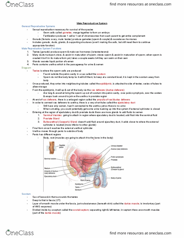 KINESIOL 1YY3 Lecture Notes - Lecture 9: Prostatic Urethra, Vas Deferens, Ejaculatory Duct thumbnail