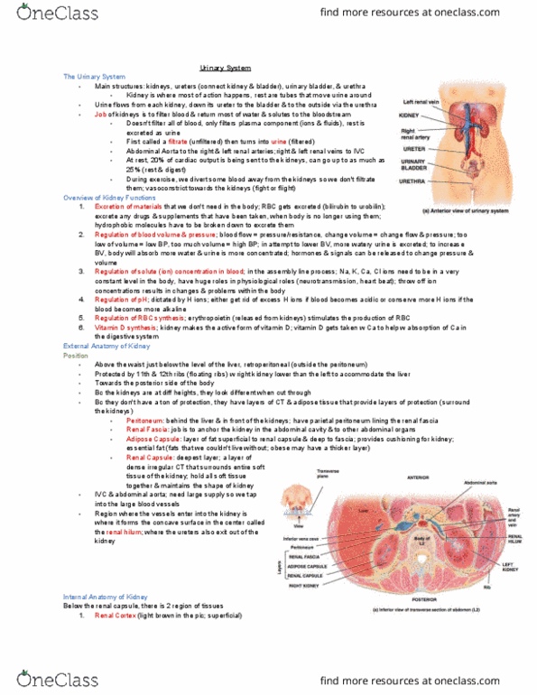 KINESIOL 1YY3 Lecture 2: Urinary System thumbnail