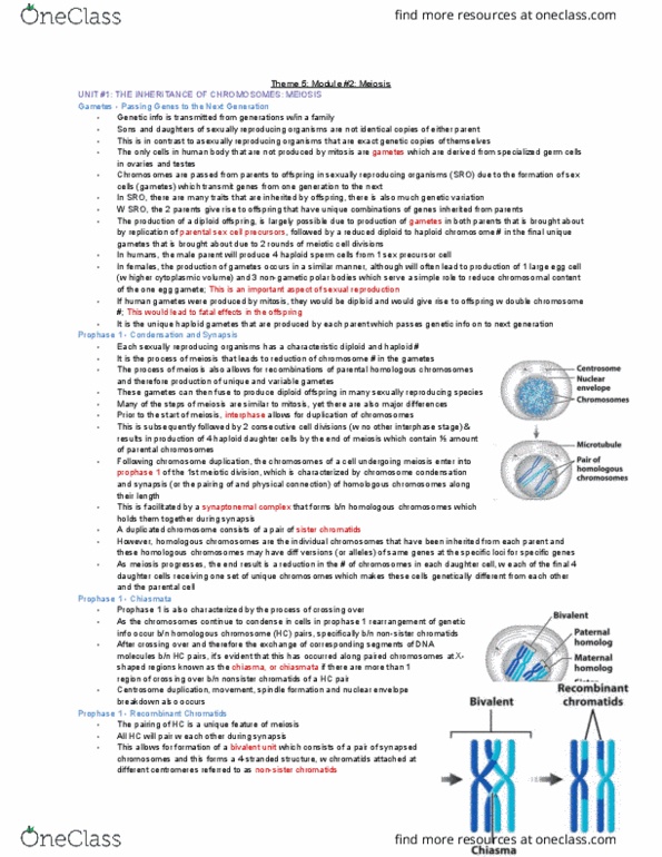 BIOLOGY 1A03 Lecture Notes - Lecture 2: Sister Chromatids, Gene Duplication, Homologous Chromosome thumbnail