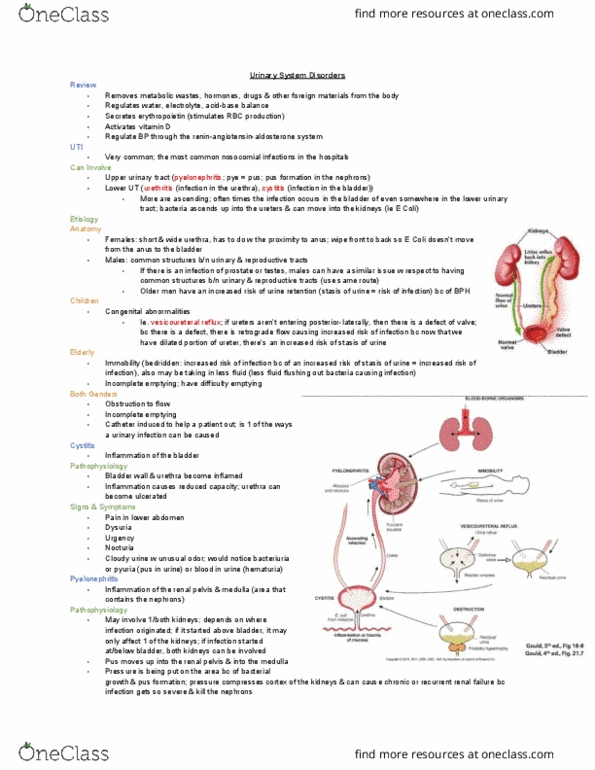 MEDRADSC 1B03 Lecture Notes - Lecture 15: Vesicoureteral Reflux, Renal Pelvis, Chronic Kidney Disease thumbnail