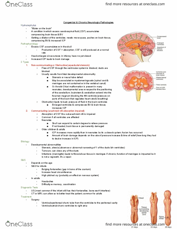 MEDRADSC 1B03 Lecture Notes - Lecture 22: Arachnoid Granulation, Neural Tube Defect, Foramen Magnum thumbnail