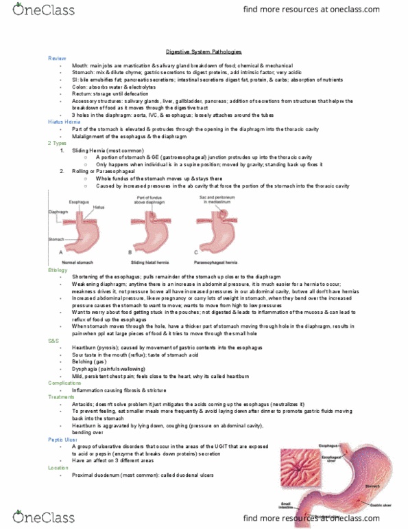 MEDRADSC 1B03 Lecture Notes - Lecture 19: Thoracic Cavity, Abdominal Cavity, Salivary Gland thumbnail
