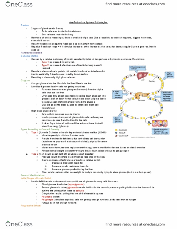 MEDRADSC 1B03 Lecture Notes - Lecture 18: Insulin Resistance, Blood Sugar, Glycosuria thumbnail