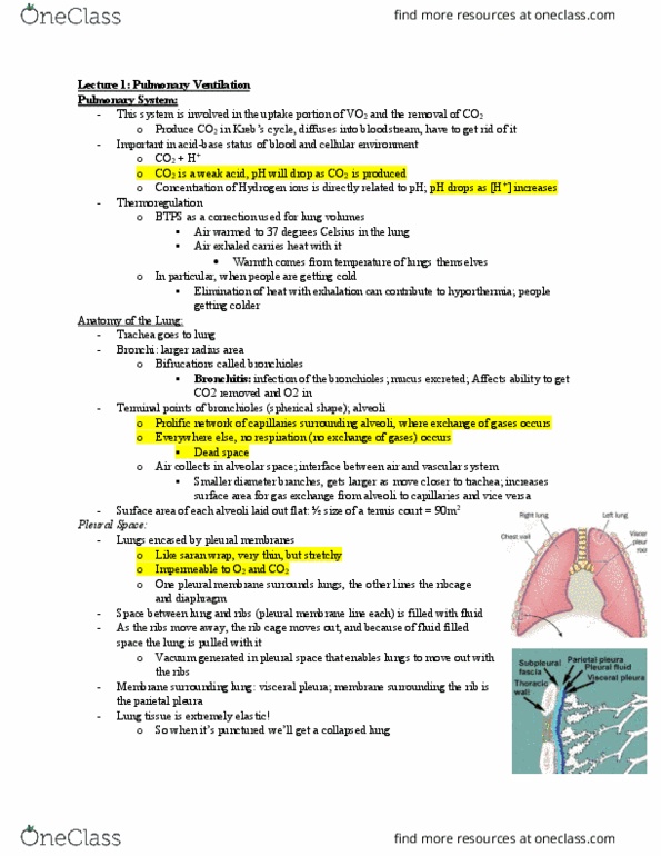 Kinesiology 2230A/B Lecture Notes - Lecture 7: Pulmonary Pleurae, Breathing, Citric Acid Cycle thumbnail