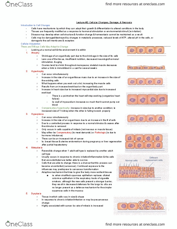 MEDRADSC 1B03 Lecture Notes - Lecture 2: Stratified Squamous Epithelium, Heart Failure, Hepatectomy thumbnail