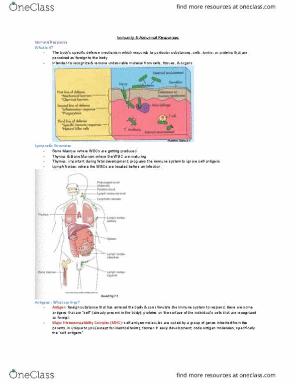 MEDRADSC 1B03 Lecture Notes - Lecture 5: Major Histocompatibility Complex, Bone Marrow, Antigen thumbnail