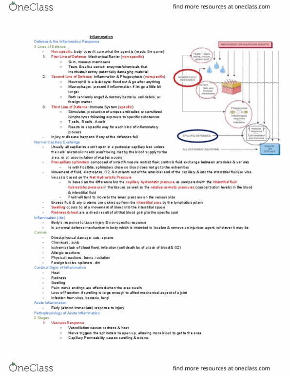 MEDRADSC 1B03 Lecture Notes - Lecture 3: Extracellular Fluid, Frostbite, Semipermeable Membrane thumbnail