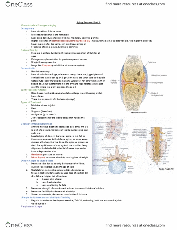MEDRADSC 1B03 Lecture Notes - Lecture 27: Bone Resorption, Intervertebral Disc, Hyaline Cartilage thumbnail