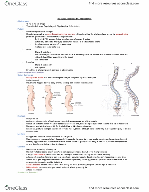MEDRADSC 1B03 Lecture Notes - Lecture 24: Thoracic Vertebrae, Scoliosis, Leydig Cell thumbnail
