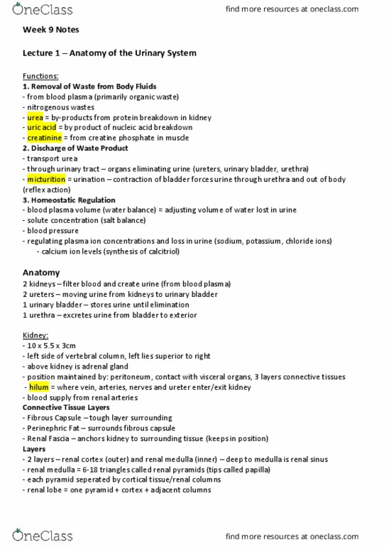 BIOS1170 Lecture Notes - Lecture 9: Renal Pelvis, Renal Medulla, Renal Pyramids thumbnail