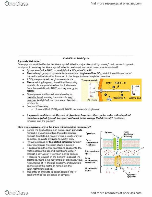 BIOL 112 Lecture Notes - Lecture 6: Mitochondrion, Acetyl-Coa, Citric Acid Cycle thumbnail