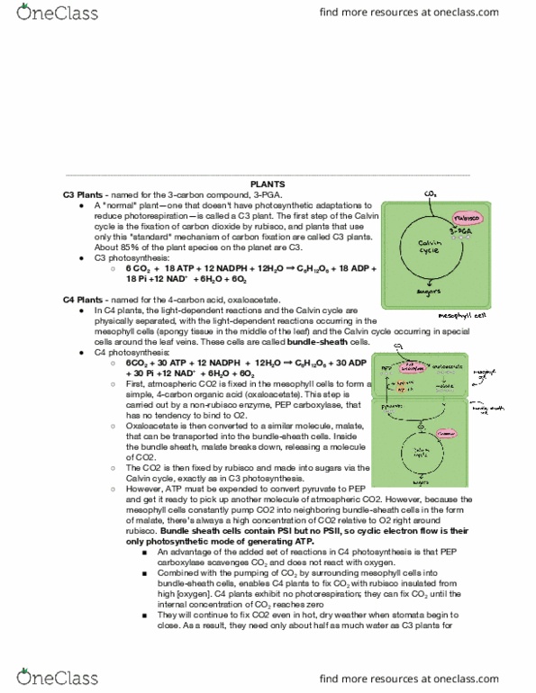 BIOL 112 Lecture Notes - Lecture 2: Light-Dependent Reactions, Vascular Bundle, C4 Carbon Fixation thumbnail