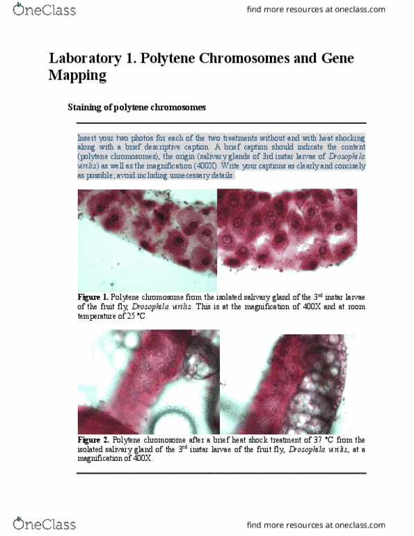 BIO 2133 Lecture Notes - Lecture 1: Polytene Chromosome, Salivary Gland, Instar thumbnail