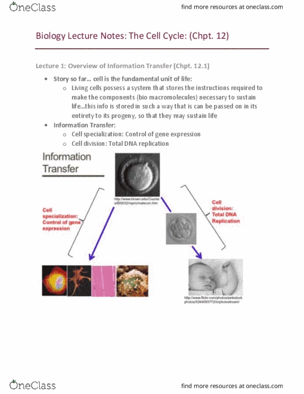 BIOL 1103 Lecture Notes - Lecture 7: Dna Replication, Cell Division, Entertainment Uk thumbnail