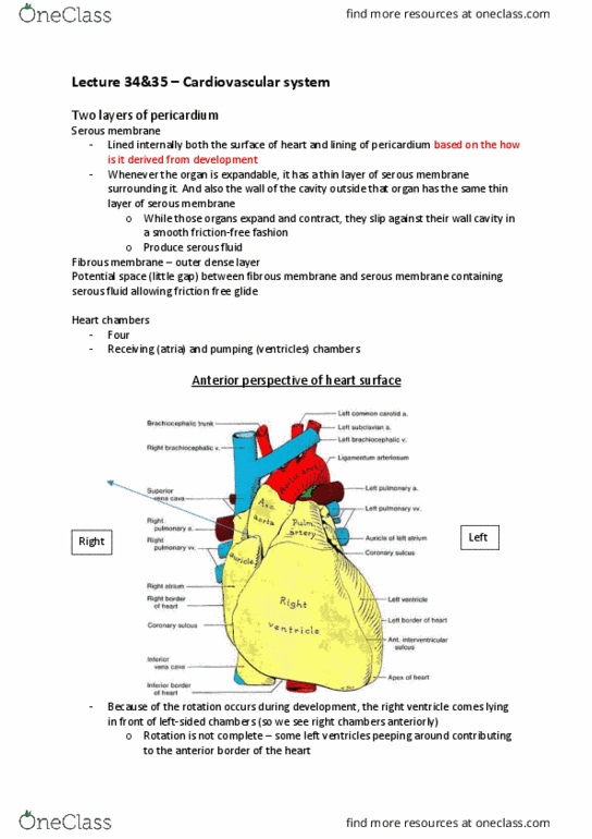 BIOM20002 Lecture Notes - Lecture 34: Anterior Interventricular Sulcus, Coronary Sinus, Interventricular Septum thumbnail
