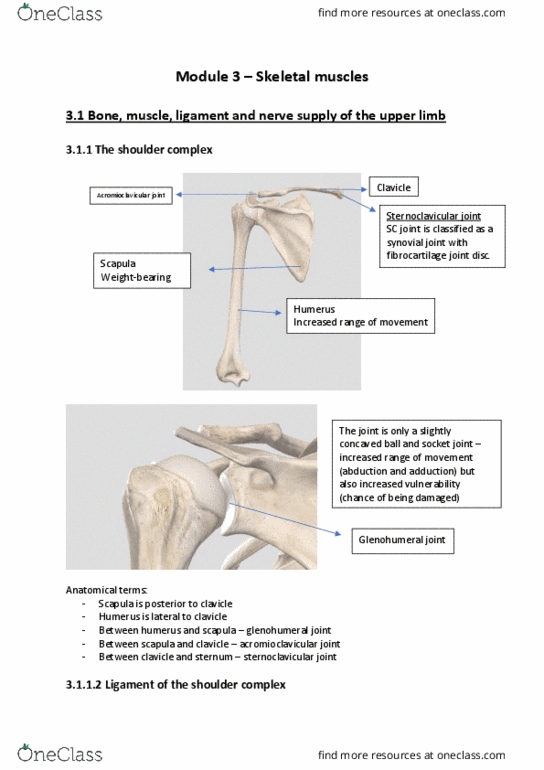 BIOM20002 Lecture Notes - Lecture 24: Conoid Ligament, Latissimus Dorsi Muscle, Acromioclavicular Joint thumbnail