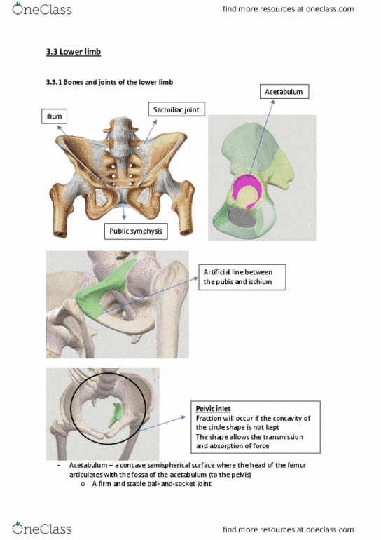 BIOM20002 Lecture Notes - Lecture 27: Anterior Superior Iliac Spine, Anterior Inferior Iliac Spine, Posterior Superior Iliac Spine thumbnail