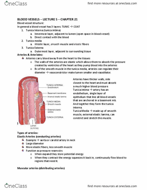 KINESIOL 2Y03 Lecture Notes - Lecture 6: Tunica Intima, Theca Interna, Tunica Externa thumbnail