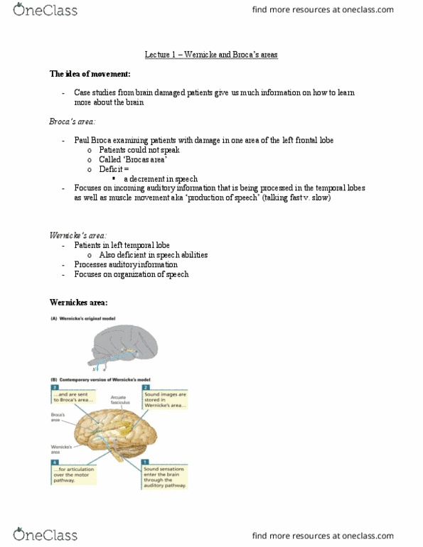 PSYCH 2NF3 Lecture Notes - Lecture 1: Arcuate Fasciculus, Paul Broca, Temporal Lobe thumbnail