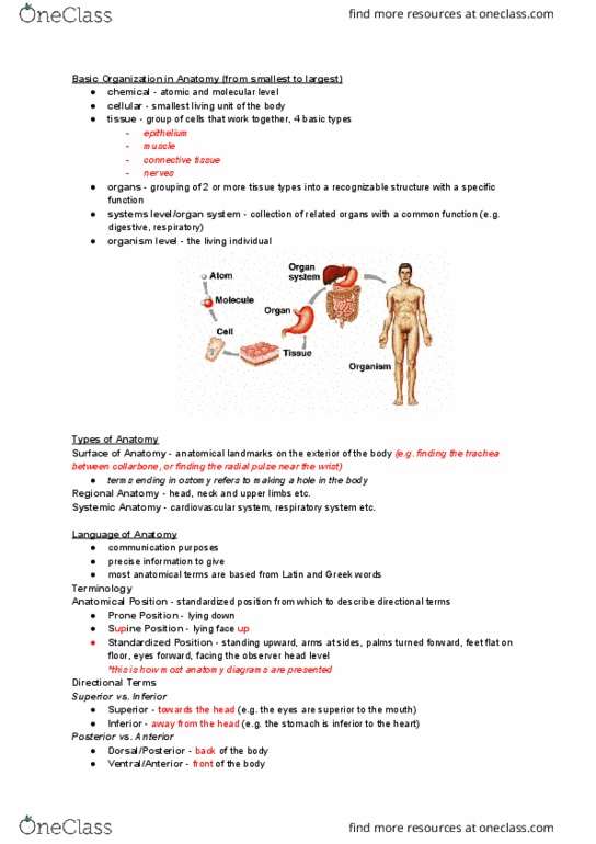NURS 106 Lecture Notes - Lecture 1: Circulatory System, Trachea, Institute For Operations Research And The Management Sciences thumbnail