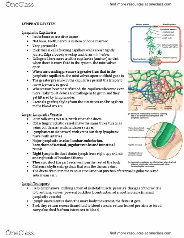 ANP 1105 Lecture Notes - Lecture 2: Internal Jugular Vein, Subclavian Vein, Thoracic Duct thumbnail