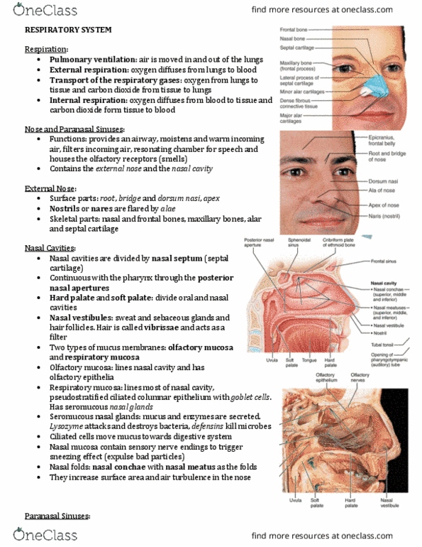 ANP 1105 Lecture Notes - Lecture 3: Posterior Nasal Apertures, Olfactory Mucosa, Nasal Septum thumbnail