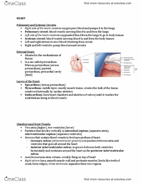 ANP 1105 Lecture Notes - Lecture 2: Posterior Interventricular Sulcus, Anterior Interventricular Sulcus, Interventricular Septum thumbnail