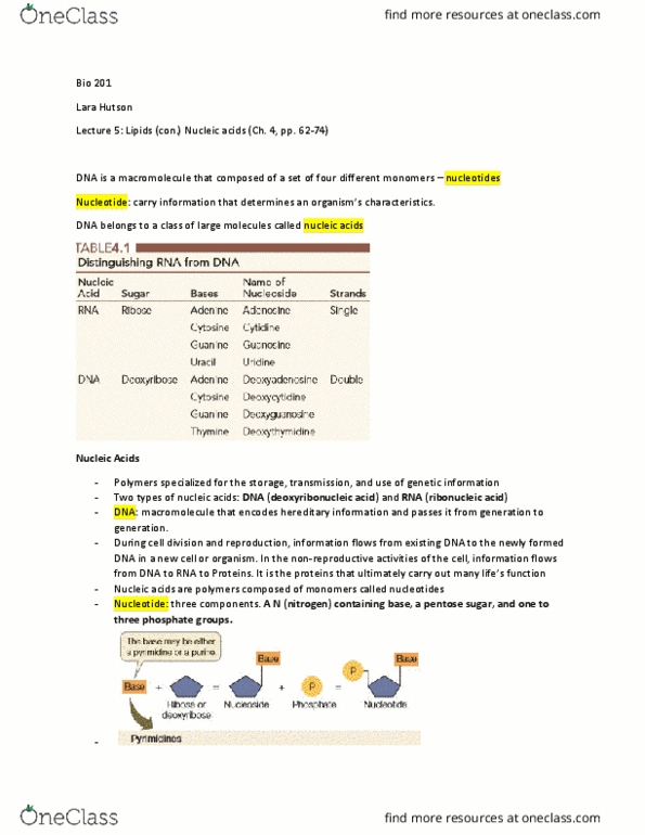 BIO 201 Lecture Notes - Lecture 5: Pentose, Nitrogenous Base, Cell Nucleus thumbnail