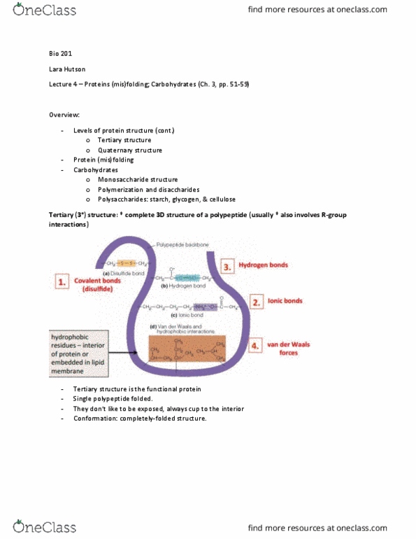 BIO 201 Lecture Notes - Lecture 4: Globin, Peptide, Protein Structure thumbnail