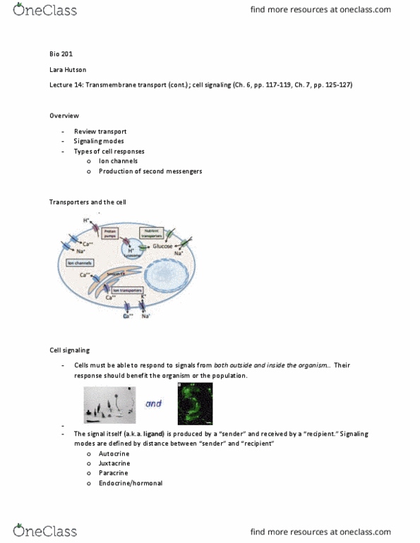 BIO 201 Lecture Notes - Lecture 14: Autocrine Signalling, Cell Signaling, Cyclic Adenosine Monophosphate thumbnail