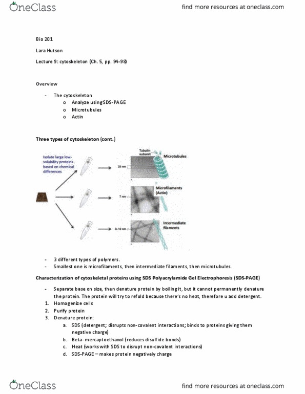 BIO 201 Lecture Notes - Lecture 9: Intermediate Filament, 2-Mercaptoethanol, Polyacrylamide thumbnail