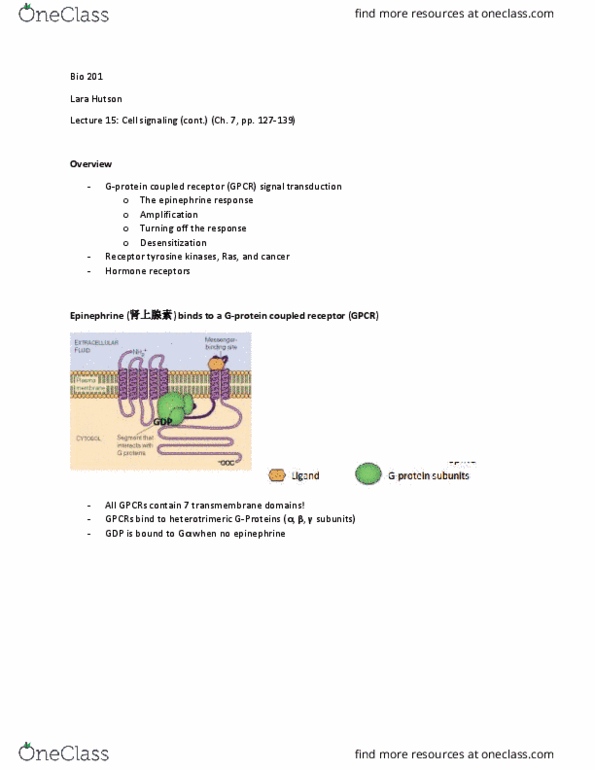 BIO 201 Lecture Notes - Lecture 15: Adenylyl Cyclase, Glycogen Phosphorylase, Phosphorylase Kinase thumbnail