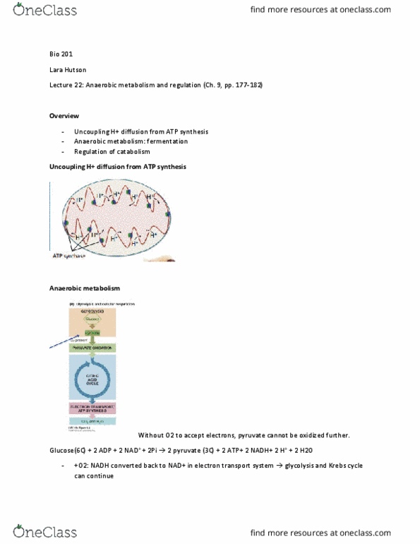 BIO 201 Lecture Notes - Lecture 22: Yeast, Electron Transport Chain, Ethanol Fermentation thumbnail