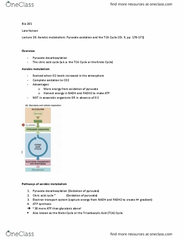 BIO 201 Lecture Notes - Lecture 20: Pyruvate Dehydrogenase, Electron Transport Chain, Cellular Respiration thumbnail