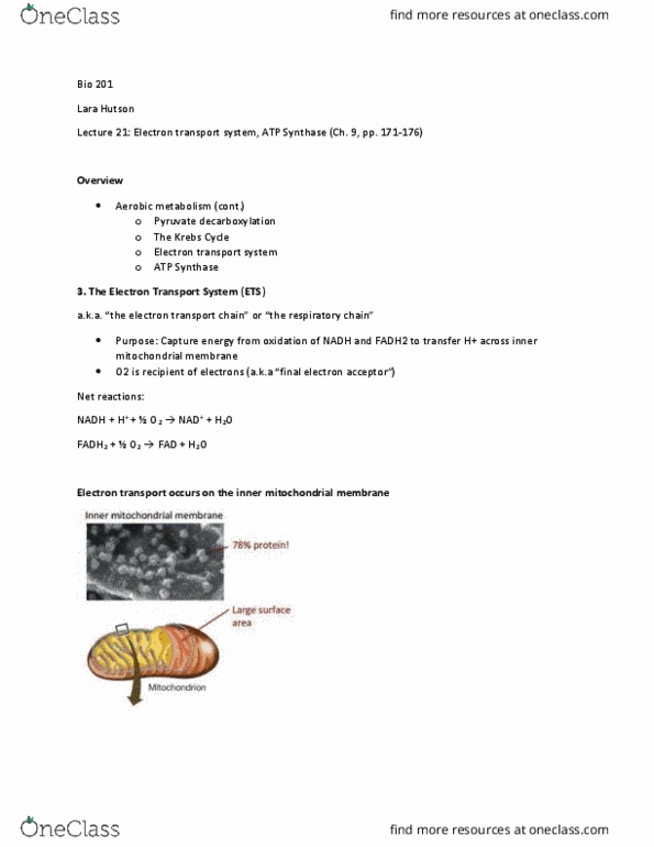 BIO 201 Lecture Notes - Lecture 21: Atp Synthase, Pyruvate Dehydrogenase, Citric Acid Cycle thumbnail
