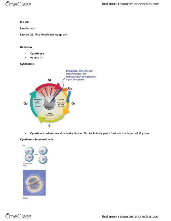 BIO 201 Lecture Notes - Lecture 29: Actomyosin Ring, Cytochalasin D, Cytokinesis thumbnail