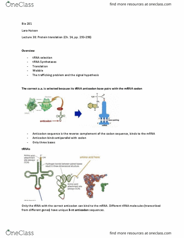 BIO 201 Lecture Notes - Lecture 38: Transfer Rna, Base Pair, Stop Codon thumbnail