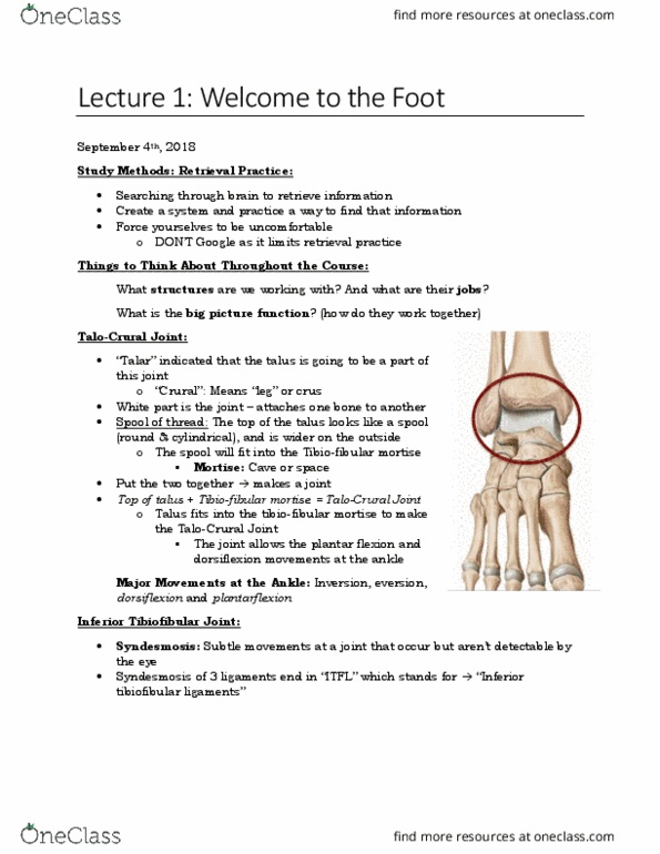 KINESIOL 2E03 Lecture Notes - Lecture 1: Inferior Tibiofibular Joint, High Ankle Sprain, Interosseous Membrane thumbnail