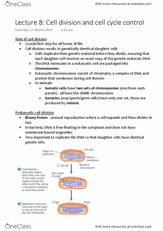 BIOL1020 Lecture Notes - Lecture 8: Cell Division, Dna Replication, Chromatin thumbnail