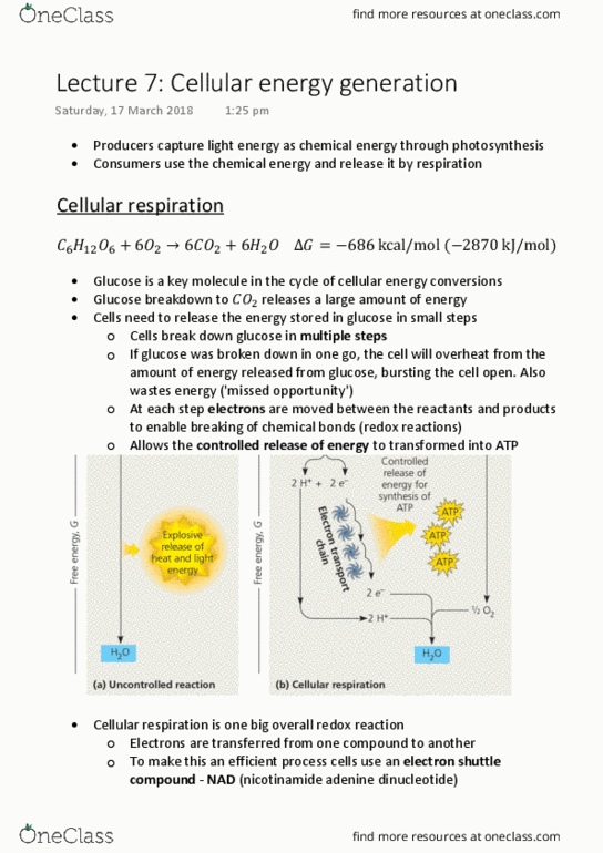 BIOL1020 Lecture Notes - Lecture 7: Cellular Respiration, Redox, Radiant Energy thumbnail
